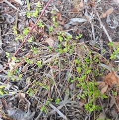 Zieria sp. at Ainslie, ACT - 6 Nov 2024