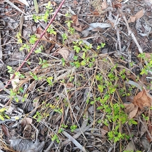 Zieria sp. at Ainslie, ACT - 6 Nov 2024