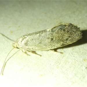 Syncometes vilis (Barea Group) at Belconnen, ACT by JohnGiacon