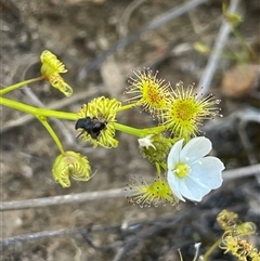 Drosera gunniana (Pale Sundew) at Gundary, NSW - 6 Nov 2024 by JaneR