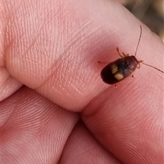 Cryptocephalinae (sub-family) at Bungendore, NSW - 6 Nov 2024 by clarehoneydove