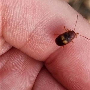 Aporocera (Aporocera) rufoterminalis at Bungendore, NSW - 6 Nov 2024