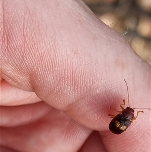 Aporocera (Aporocera) rufoterminalis at Bungendore, NSW - 6 Nov 2024