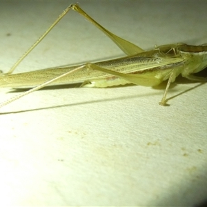 Unidentified Grasshopper, Cricket or Katydid (Orthoptera) at Belconnen, ACT by JohnGiacon