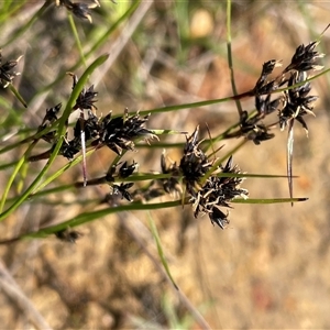 Schoenus apogon (Common Bog Sedge) at Gundary, NSW by JaneR