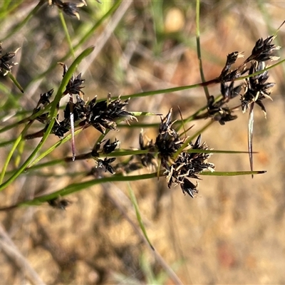 Schoenus apogon (Common Bog Sedge) at Gundary, NSW - 6 Nov 2024 by JaneR