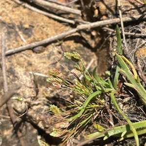 Isolepis levynsiana at Gundary, NSW - 6 Nov 2024 11:56 AM