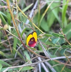 Bossiaea buxifolia (Matted Bossiaea) at Gundary, NSW - 6 Nov 2024 by JaneR