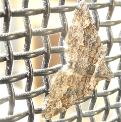 Phrissogonus laticostata (Apple looper moth) at Belconnen, ACT - 5 Nov 2024 by JohnGiacon