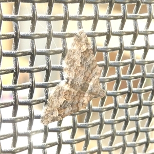 Phrissogonus laticostata at Belconnen, ACT - 6 Nov 2024