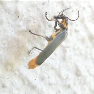 Unidentified Beetle (Coleoptera) at Belconnen, ACT by JohnGiacon