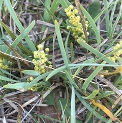 Lomandra filiformis subsp. coriacea (Wattle Matrush) at Gundary, NSW - 6 Nov 2024 by JaneR