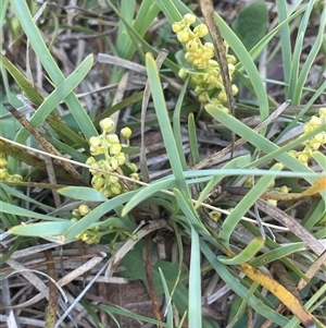 Lomandra filiformis subsp. coriacea (Wattle Matrush) at Gundary, NSW by JaneR