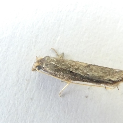 Unverified Moth (Lepidoptera) at Belconnen, ACT - 6 Nov 2024 by JohnGiacon