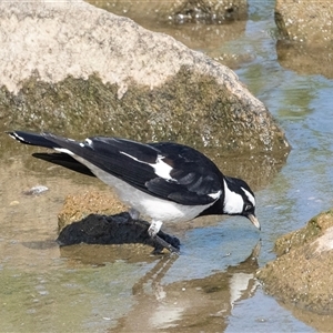 Grallina cyanoleuca at Whitlam, ACT by AlisonMilton