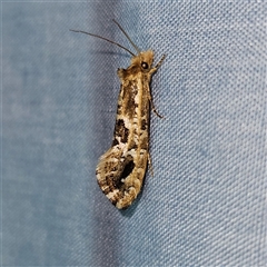 Moerarchis inconcisella (A tineid moth) at Braidwood, NSW - 6 Nov 2024 by MatthewFrawley