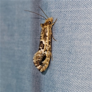 Moerarchis inconcisella (A tineid moth) at Braidwood, NSW by MatthewFrawley