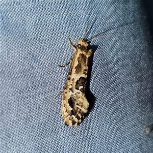 Moerarchis inconcisella at Braidwood, NSW - 6 Nov 2024