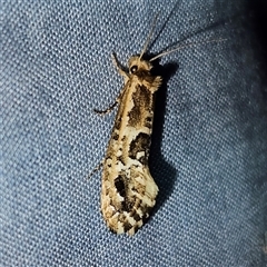 Moerarchis inconcisella at Braidwood, NSW - 6 Nov 2024