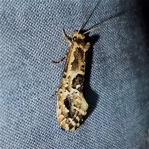 Moerarchis inconcisella at Braidwood, NSW - 6 Nov 2024