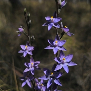 Thelymitra x truncata at Captains Flat, NSW - 6 Nov 2024