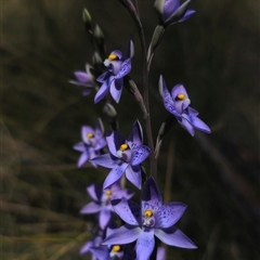 Thelymitra x truncata at Captains Flat, NSW - 6 Nov 2024