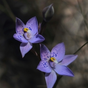 Thelymitra x truncata at Captains Flat, NSW - 6 Nov 2024