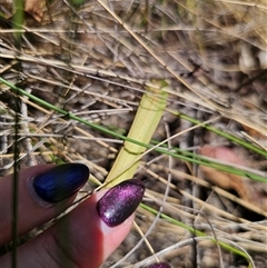 Thelymitra x truncata at Captains Flat, NSW - suppressed