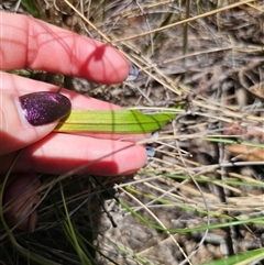 Thelymitra x truncata at Captains Flat, NSW - 6 Nov 2024