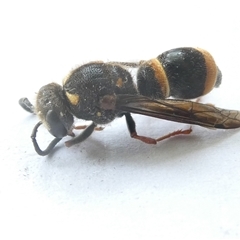 Paralastor sp. (genus) (Potter Wasp) at Belconnen, ACT - 6 Nov 2024 by JohnGiacon