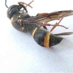 Paralastor sp. (genus) at Belconnen, ACT - 6 Nov 2024