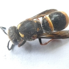 Paralastor sp. (genus) at Belconnen, ACT - 6 Nov 2024