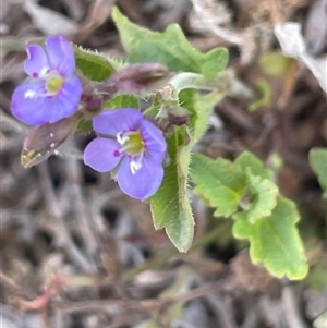 Veronica plebeia (Trailing Speedwell, Creeping Speedwell) at Gundary, NSW by JaneR