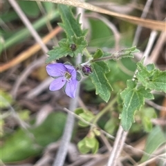 Veronica plebeia at Gundary, NSW - 6 Nov 2024 01:20 PM