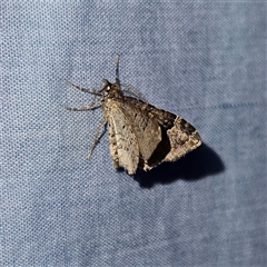 Epyaxa sodaliata (Sodaliata Moth, Clover Moth) at Braidwood, NSW - 6 Nov 2024 by MatthewFrawley