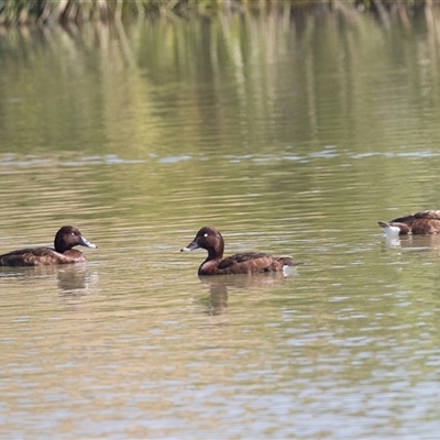 Aythya australis (Hardhead) at Whitlam, ACT - 5 Nov 2024 by AlisonMilton