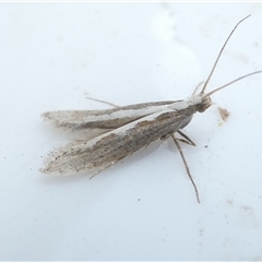 Plutella xylostella (Diamondback Moth) at Belconnen, ACT - 6 Nov 2024 by JohnGiacon