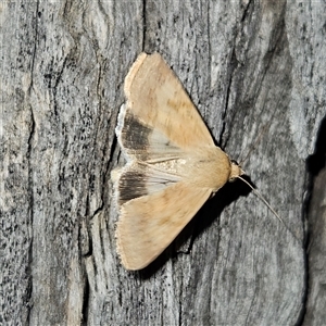 Helicoverpa punctigera at Braidwood, NSW - 6 Nov 2024