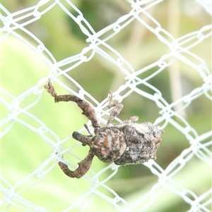 Orthorhinus klugii at Belconnen, ACT by JohnGiacon