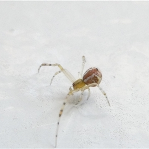 Theridion pyramidale at Belconnen, ACT - 6 Nov 2024 06:02 PM