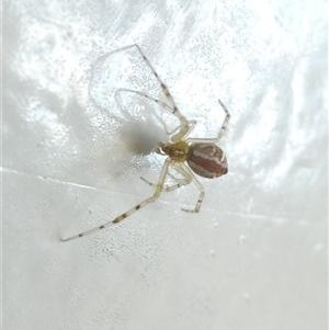 Theridion pyramidale at Belconnen, ACT - 6 Nov 2024 06:02 PM