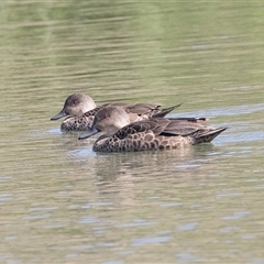 Anas gracilis (Grey Teal) at Whitlam, ACT - 6 Nov 2024 by AlisonMilton