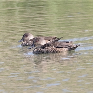 Anas gracilis (Grey Teal) at Whitlam, ACT by AlisonMilton