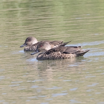 Anas gracilis (Grey Teal) at Whitlam, ACT - 5 Nov 2024 by AlisonMilton