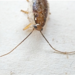 Blattidae sp. (family) at Belconnen, ACT - 6 Nov 2024 06:00 PM