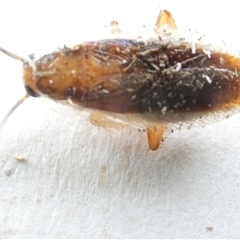 Blattidae sp. (family) at Belconnen, ACT - 6 Nov 2024 06:00 PM