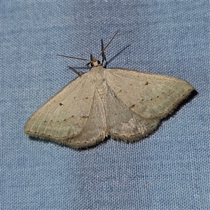 Taxeotis (genus) (Unidentified Taxeotis geometer moths) at Braidwood, NSW by MatthewFrawley