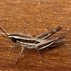 Unidentified Grasshopper (several families) at Jerrabomberra, NSW - 6 Nov 2024 by SteveBorkowskis