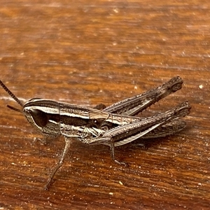 Unidentified Grasshopper (several families) at Jerrabomberra, NSW by SteveBorkowskis