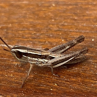 Unidentified Grasshopper (several families) at Jerrabomberra, NSW - 6 Nov 2024 by SteveBorkowskis